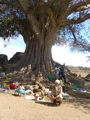 Baobab, Etiopia.
